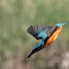 Getting Started Photographing Wildlife with Simon Whalley