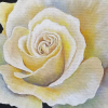 Painting White Rose Step by Step